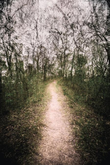 A photograph of a landscape with a path, grass, and trees